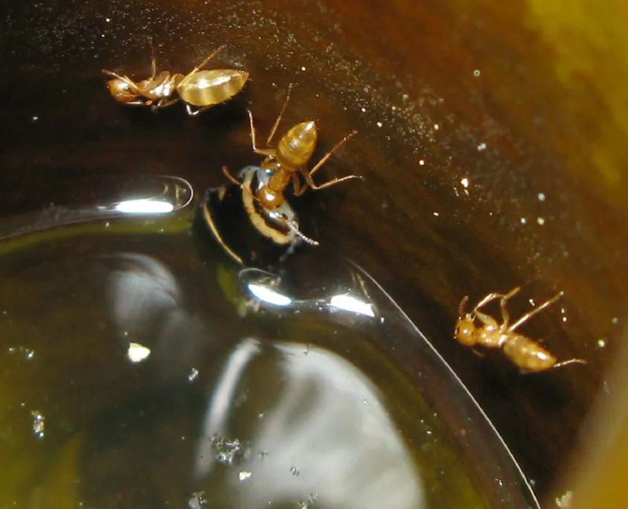 Camponotus schmitzi