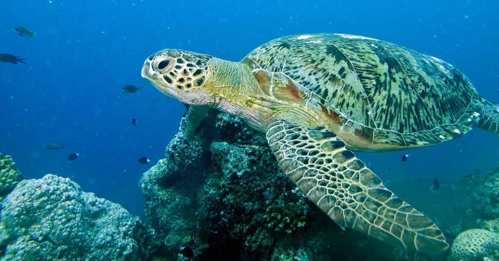 Green_Turtle_Chelonia_mydas