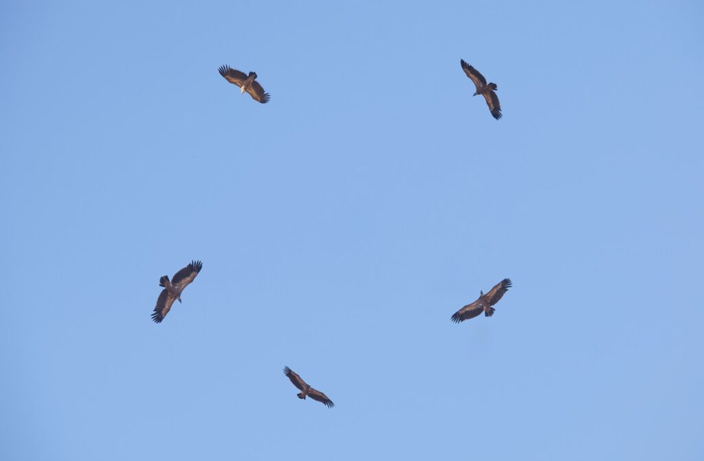 Circle of griffon vultures flying over