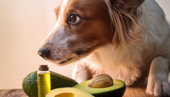 a dog having avocado oil