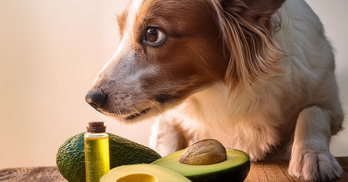 a dog having avocado oil