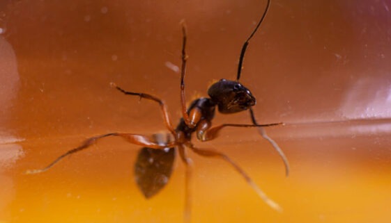 ant