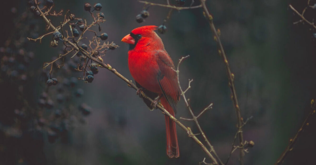 cardinal bird