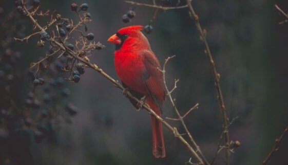 cardinal bird