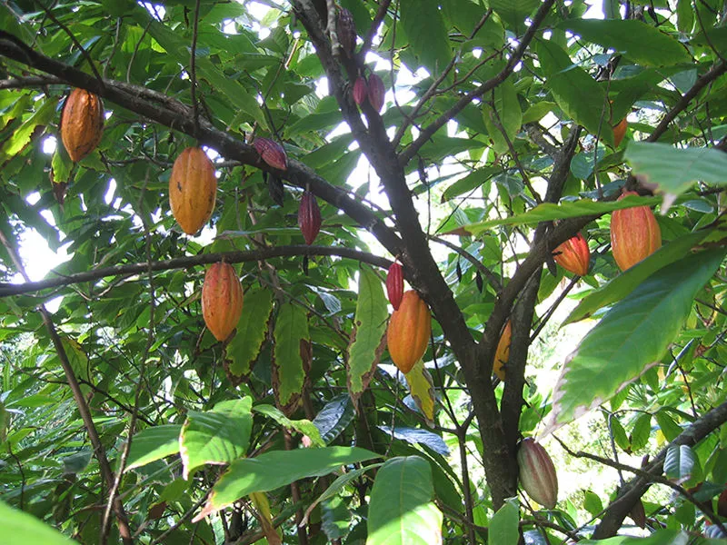 cacao tree