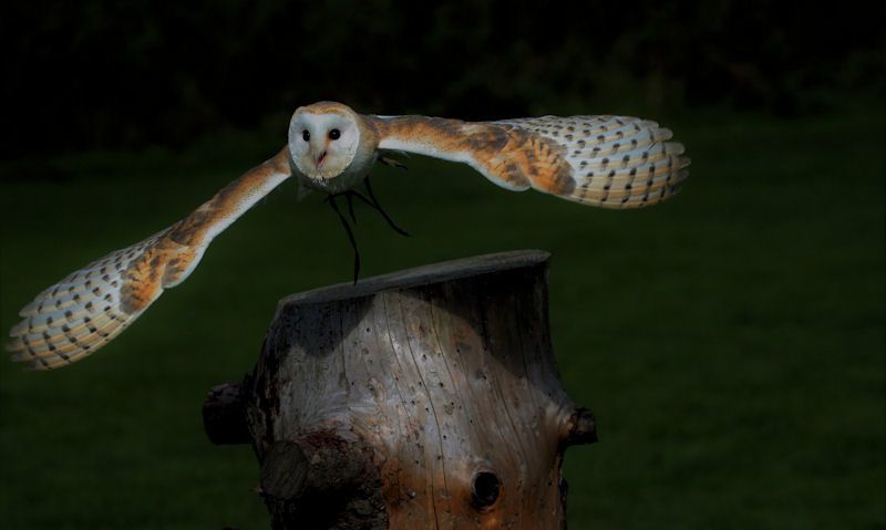 owl flying