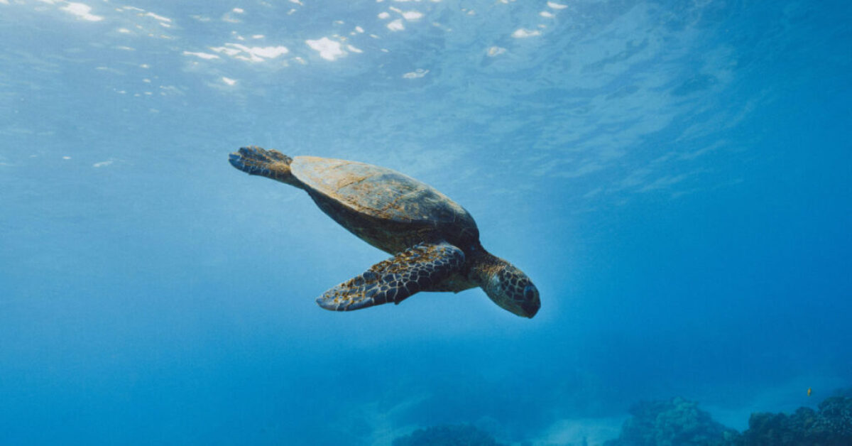 sea turtle