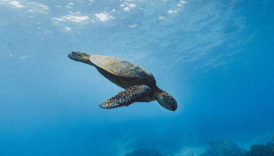 sea turtle