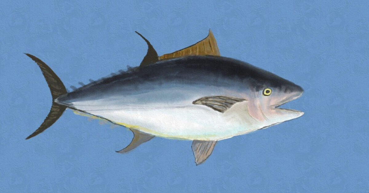 tuna