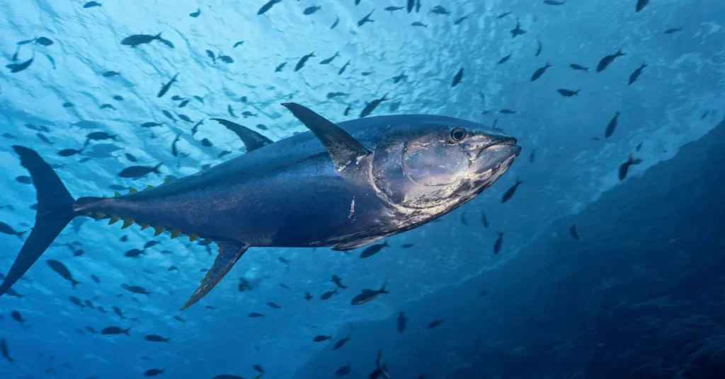 tuna