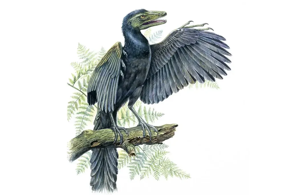 Archaeopteryx