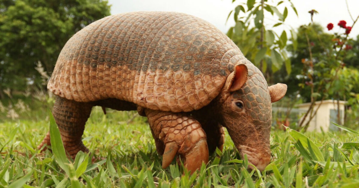 an armadillo