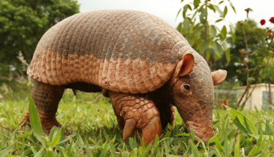 an armadillo