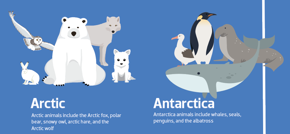 arctic vs antarctic animals