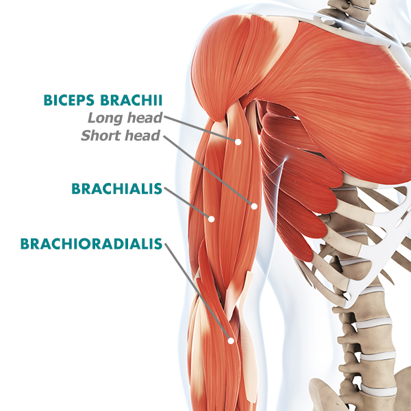 arm muscles biceps anatomy