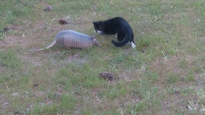 armadillo and a cat