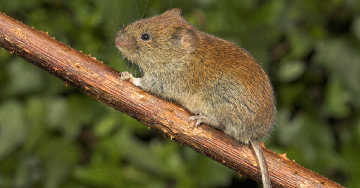 bank vole