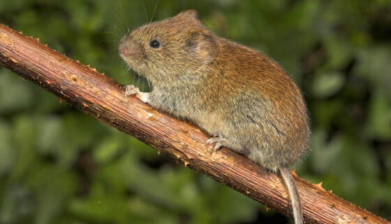 bank vole