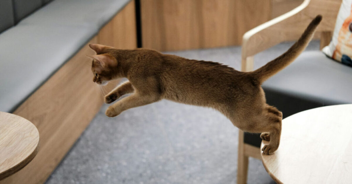 cat jumping- how high can cats jump article from drestr