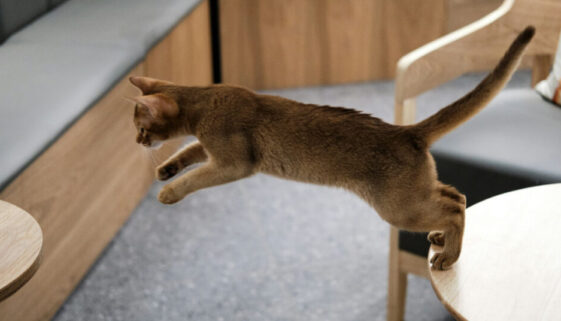 cat jumping- how high can cats jump article from drestr