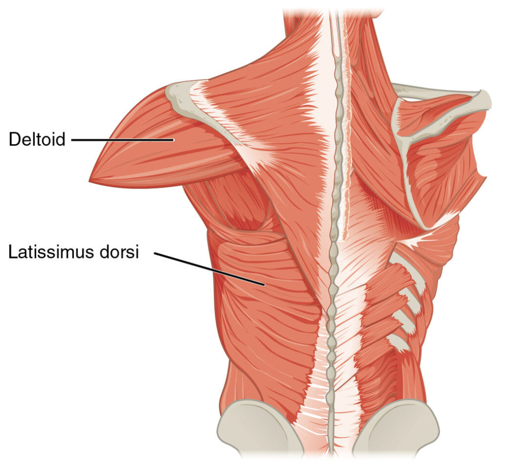 deltoid and latissimus dorsi