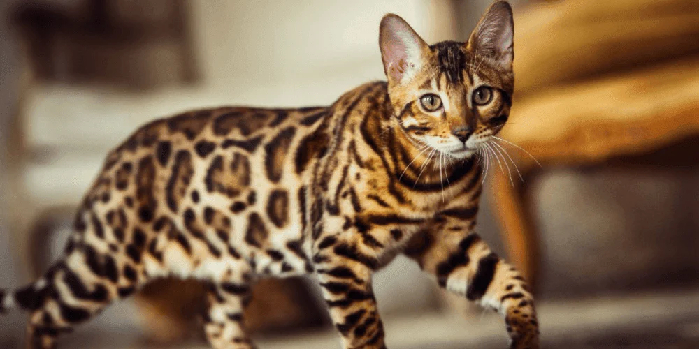 bengal cat- how high can cats jump article from drestr