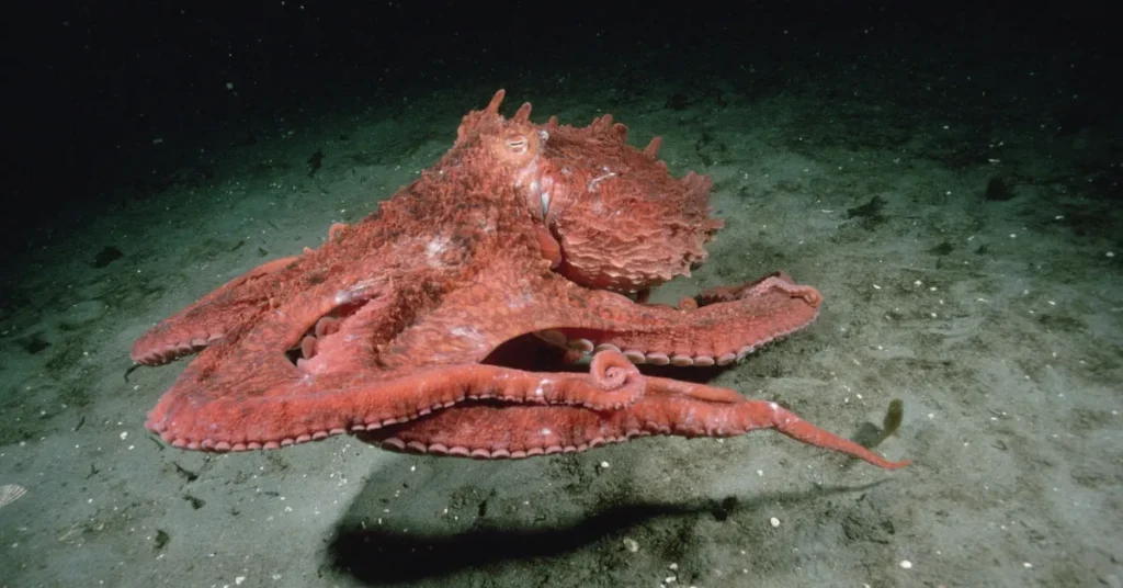 giant Pacific octopus