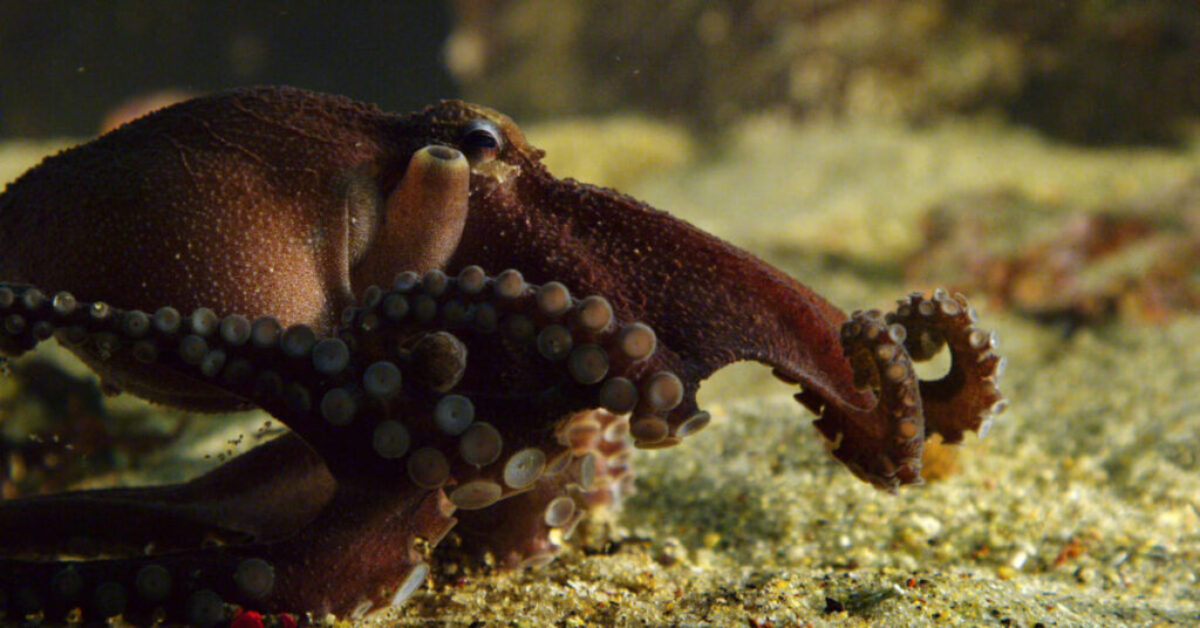 octopus underwater- how many brains does an octopus have