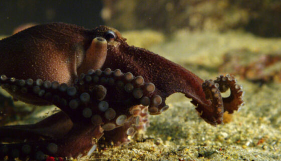 octopus underwater- how many brains does an octopus have