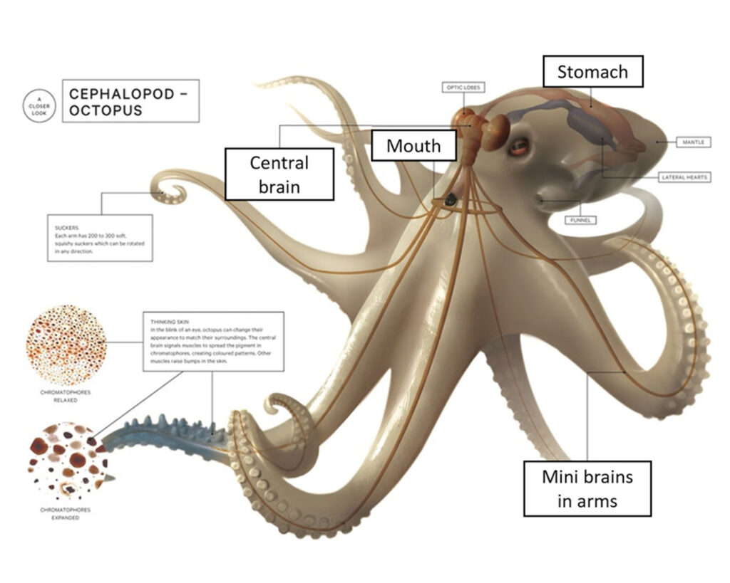 octopus brain locations