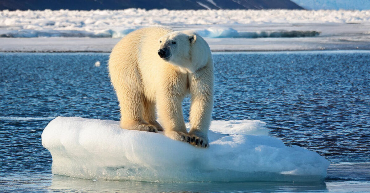 polar bear on an ice