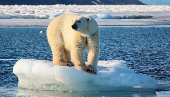 polar bear on an ice