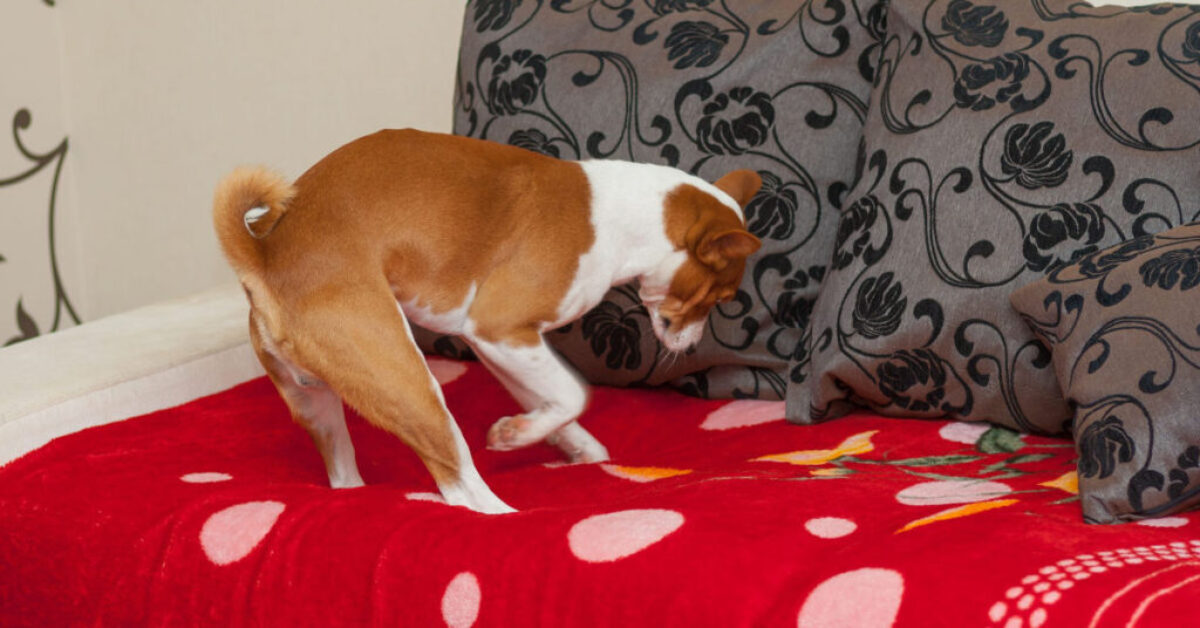 a dog digging furniture- why do dogs dig on beds and couches - article from drestr