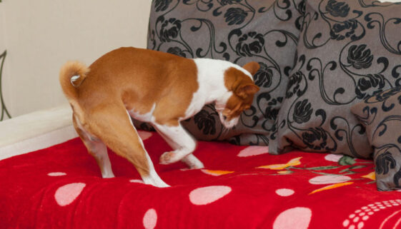 a dog digging furniture- why do dogs dig on beds and couches - article from drestr