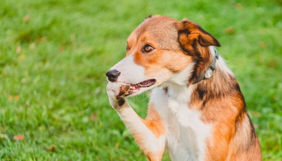 dog chewing paw- why do dogs chew their paws - article from drestr