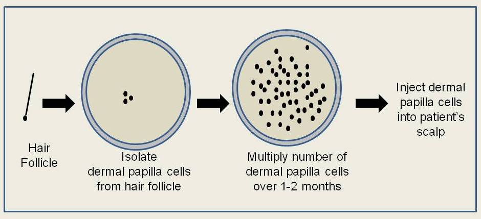 hair cloning process