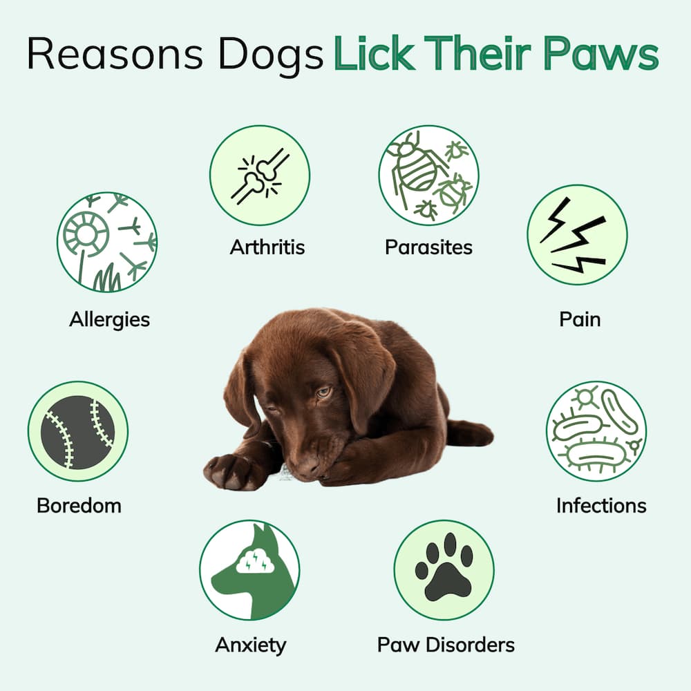 reasons-dogs-lick-their-paws