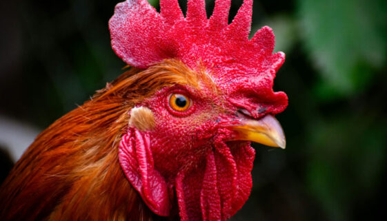 a rooster