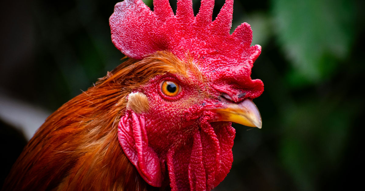 a rooster