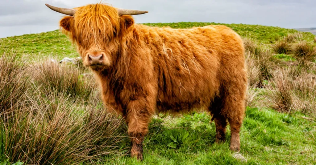 Highland cattle