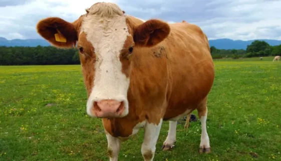 female cow