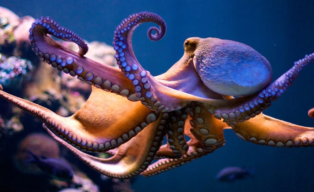 Octopus Tentacles