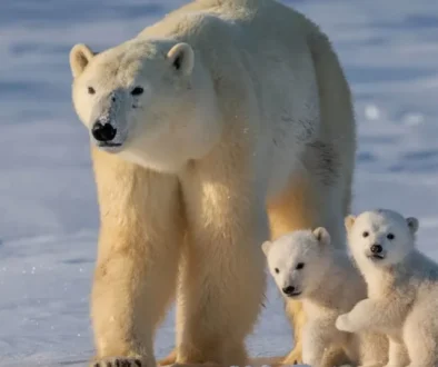 Are Polar Bears Bigger Than Grizzlies?