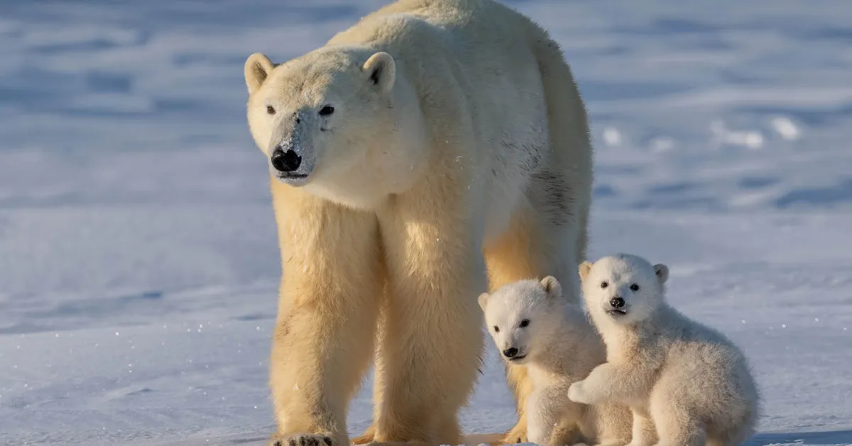 Are Polar Bears Bigger Than Grizzlies?