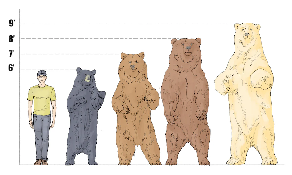 bear size comparison