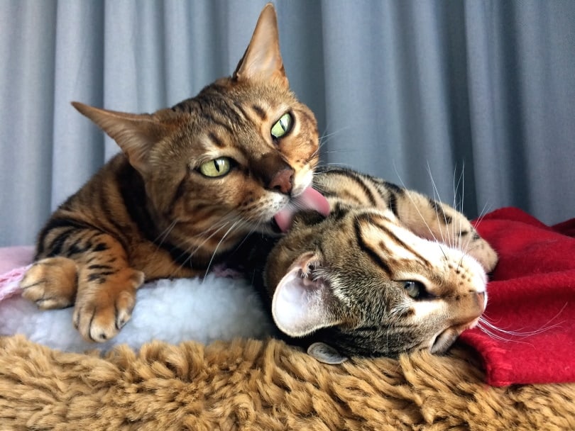 bengal-cat-licking-each-other_Ilona-Koeleman-Shutterstock