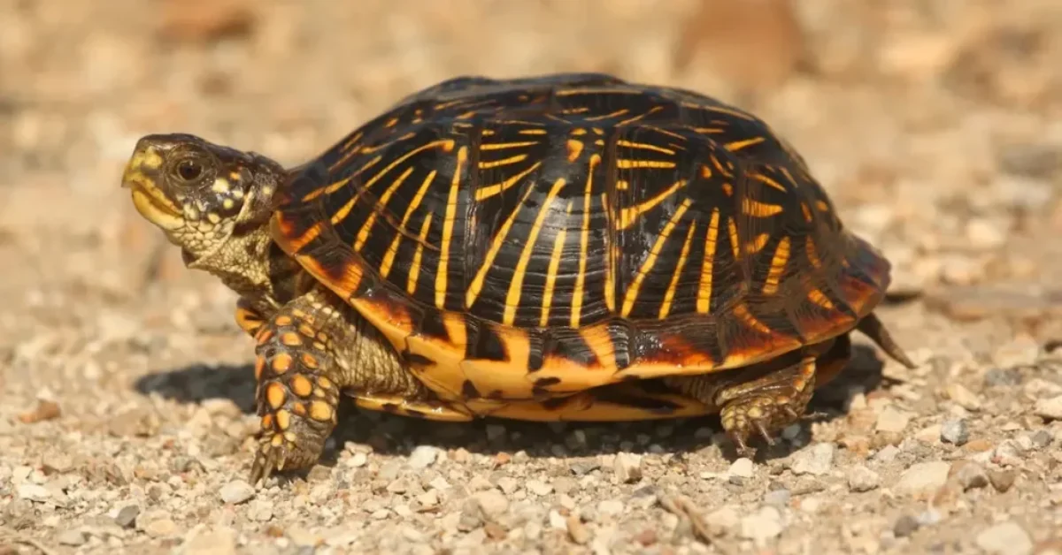 box turtle- are turtles reptiles article from drestr