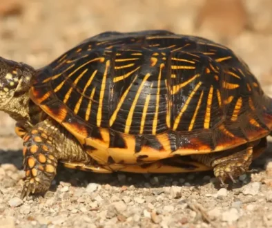 box turtle- are turtles reptiles article from drestr