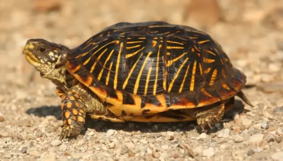 box turtle- are turtles reptiles article from drestr