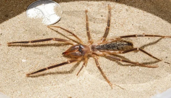 camel spider